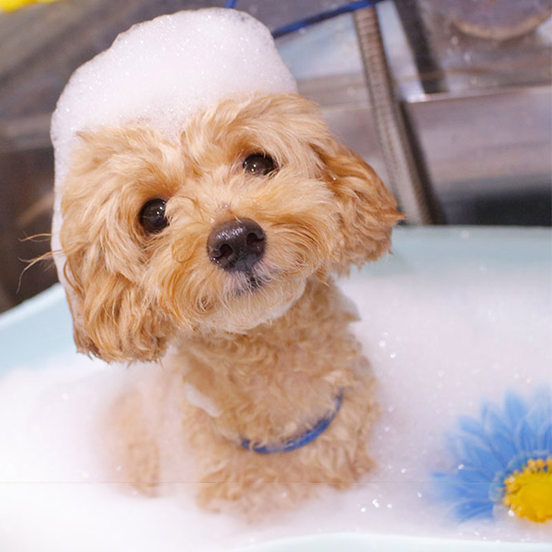 トリミングh-pure