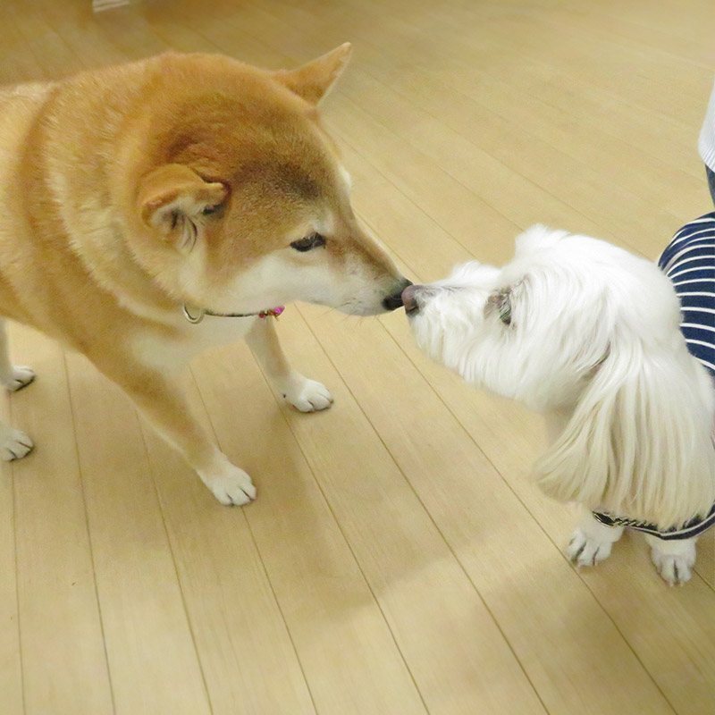 ひまわり幼稚園