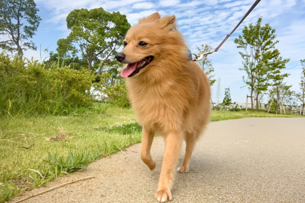 公園を歩くわんちゃん
